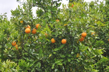 Orange Tree with Ripe Fruit in a Green Orchard