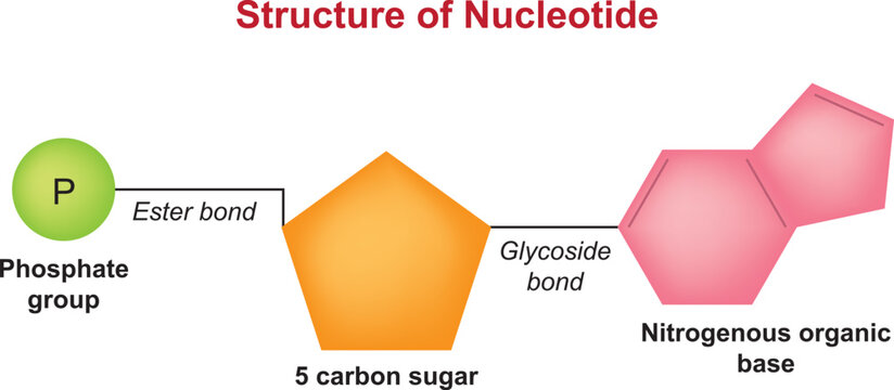 Structure of Nucleotide, Nitrogenous organic base vector illustration.