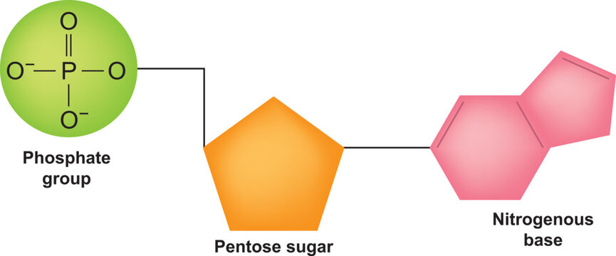 Chemical structure of DNA nucleotide vector illustration.
