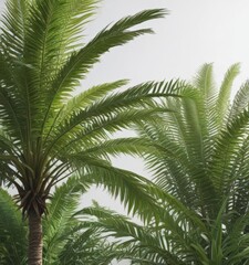Obraz premium Single tropical palm tree, lush green fronds against white , graphic, design element