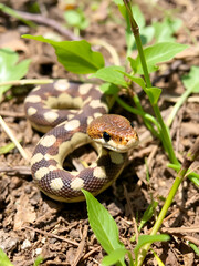Fototapeta premium Queen Snake (Regina septemvittata) in Illinois