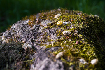 on an old boulder, moss and a small shell