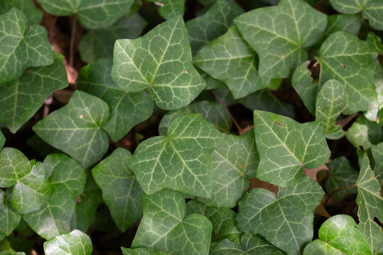 A natural layer of common ivy leaves sprawls across the ground, their rich bright green tones creating a dense, textured carpet of foliage.