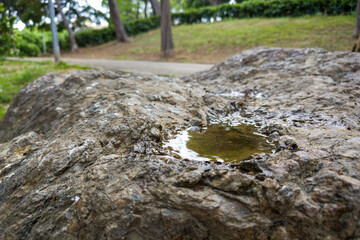 Close-up view of rainwater collected in a weathered rock basin on a large stone in nature