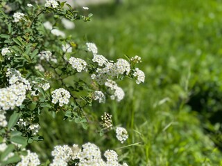 Spiraea vanhouttei shrub with white flowers. Close-up. Spiraea sometimes spelled spirea in common names, and commonly known as meadowsweets or steeplebushes. Family Rosaceae.