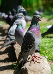 Feeding wild pigeons on the street	