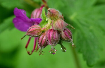 Tropfen an einer Storchschnabelblüte