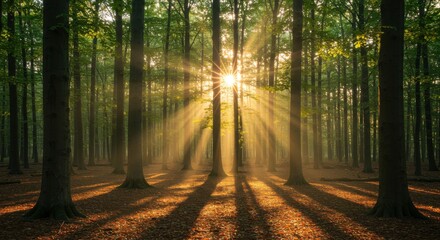 Fototapeta premium Sunlight streaming through tall trees in a forest casting long shadows on the ground covered in leaves