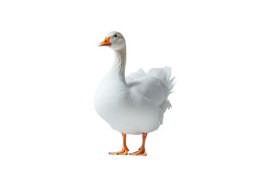 Standing white goose isolated on transparent background