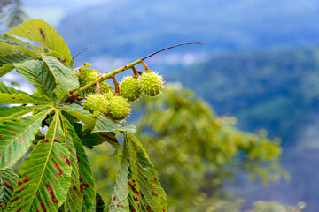 horse-chestnut on a branch