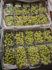 Fresh Green Grapes in Packaging for Retail Sale
