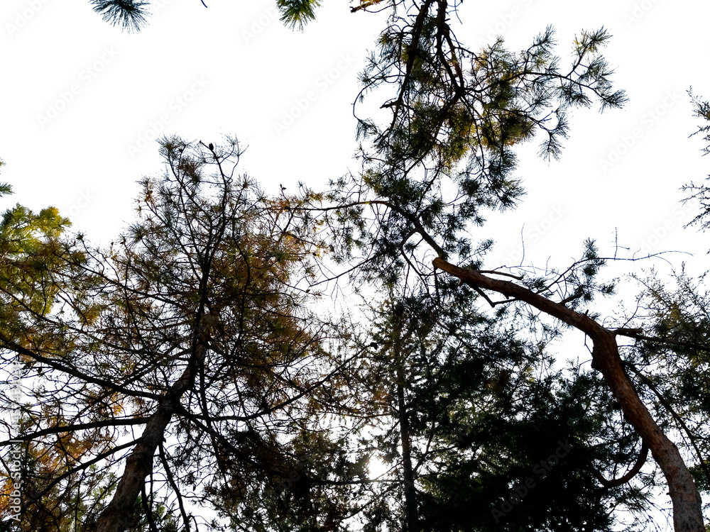 Poster bottom view of trees on transparent background