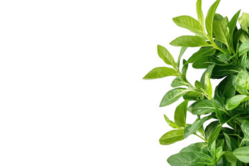 Green leaves plant close up on transparent background