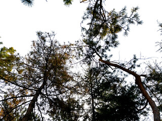 Bottom view of trees on transparent background