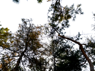 Bottom view of trees on transparent background