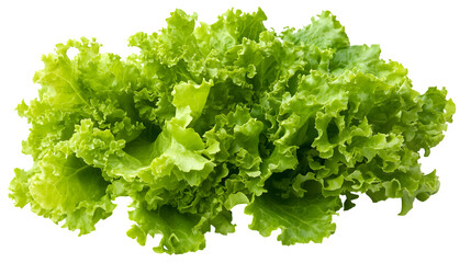 Fototapeta premium A cluster of bright green lettuce leaves, crisp and fresh, isolated on white background