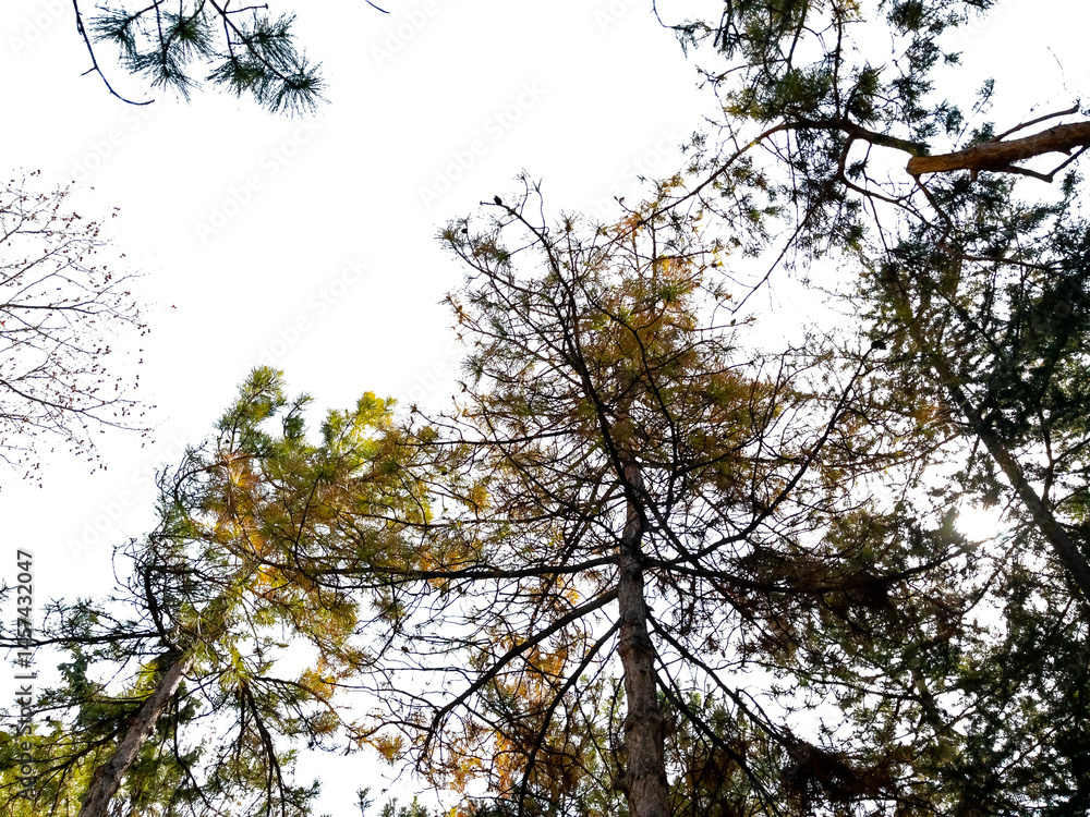 Poster bottom view of trees on transparent background