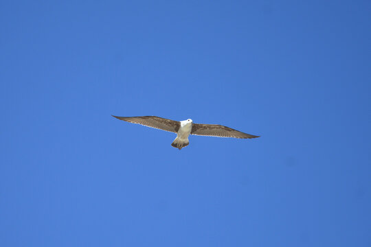 seagull flying in the blue sky