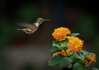 Hummingbird flying amethyst woodstar (Calliphlox amethystina) female