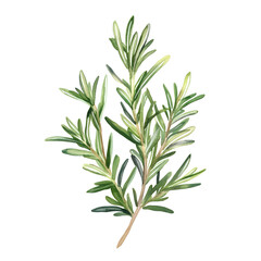 Obraz premium Watercolor Mediterranean Herbs – Bay Leaves, Rosemary, Thyme, Sage, Oregano Clipart Set on White Background