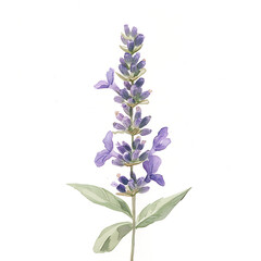 Fototapeta premium Watercolor Mediterranean Herbs – Bay Leaves, Rosemary, Thyme, Sage, Oregano Clipart Set on White Background