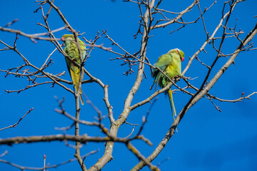 Parakeet couple on platan tree branches