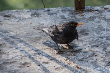 Blackbird male specimen picking up nut pieces