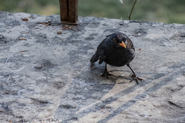 Blackbird male specimen picking up nut pieces