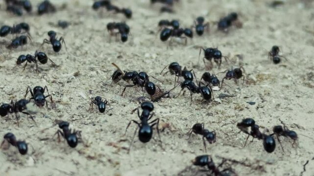Animal Insect Ants on Soil Ground
