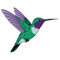 Vibrant Hummingbird in Flight with Purple and Green Plumage Dynamic Bird Illustration with Colorful Wings and Feathers