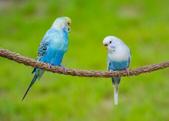 Cute little love birds in the park