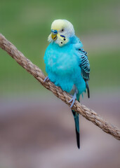 Cute little love birds in the park