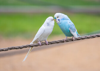 Cute little love birds in the park