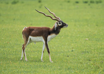 Deers and Antlers in the wild