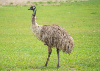 EMU birds roaming in the wild
