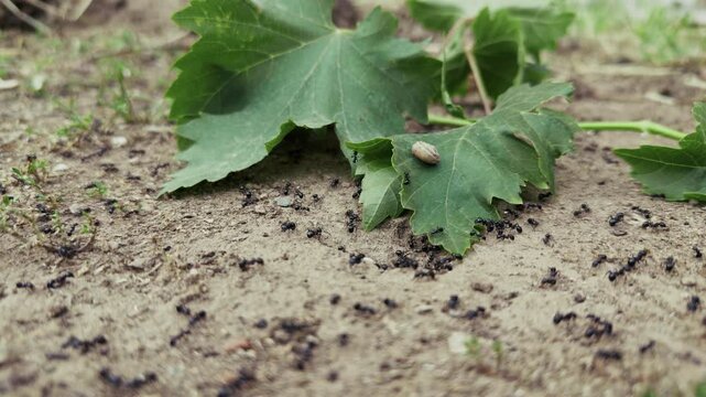 Animal Insect Ants on Soil Ground