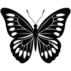 butterfly on white background