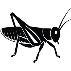 grasshopper isolated on white background