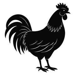 rooster isolated on white background