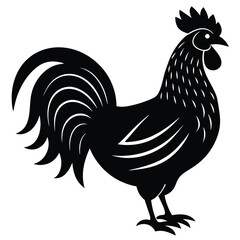 rooster isolated on white