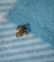 tiny frog on blue patterned surface.