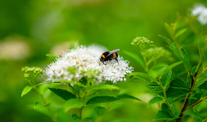 bumblebee pollinating white flowers in green garden.