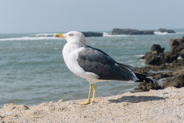 Seagull standing calmly on rocky shore. Wild marine bird looking at ocean waves. Coastal nature scene with sea foam and rocks. Summer seaside wildlife background for travel and freedom concepts.