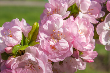 Close-up Pink flowers of decorative almonds bush Prunus Triloba in spring. Spring blossom,...