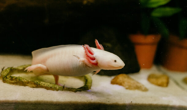 Pink axolotl swimming around in planted freshwater tank (Ambystoma mexicanum)