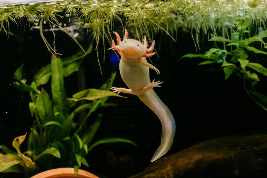 Pink axolotl swimming around in planted freshwater tank (Ambystoma mexicanum)