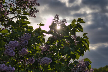 purple lilac flowers