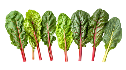 A collection of Swiss chard leaves with vibrant green hues and red stems, isolated on white background