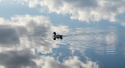 Fototapeta premium Mallard Duck Swimming Calmly Reflection Sky Clouds Clear Water