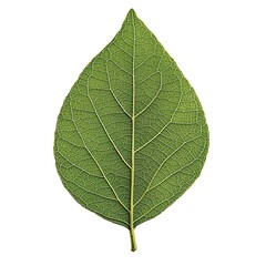Obraz premium A single green leaf with detailed veins is centered on a stark white background in a studio shot